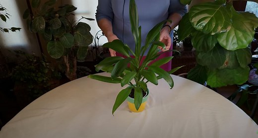 Cordyline Fruticosa Glauca Plant Care: What to Know