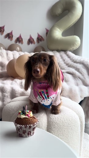 Taught my mini dachshund how to sing herself happy birthday😭✨ #minidachshund #minidachshundpuppy