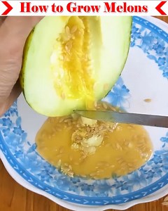 Watch this video to learn how to grow Melons. You can grow and eat this delicious fruit yourself. You just need to prepare the soil in the right way. You must apply Trichoderma fungicide. And if you want to grow it in a container, you need to provide enough water. Watch the full video for more details. Thank you. | Small Vegetable Garden
