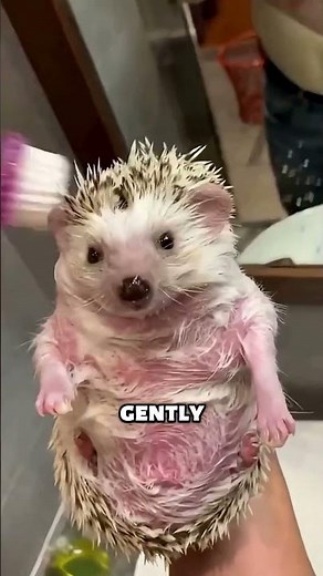 The Secret Life of Pet Hedgehogs 🦔