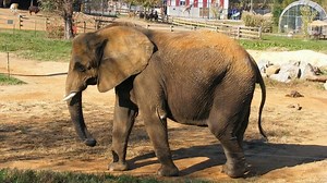 Natural Bridge Zoo announces new ownership, retirement of Asha the elephant