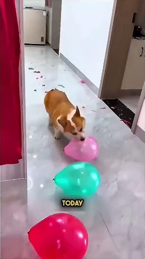 Help Him Win His Chocolate 🥹