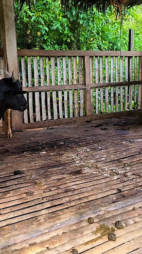 We are happy to have two new additions to our goat family - a male and a female. 'The Lord will send a blessing on your barns and on everything you put your hand to. The Lord your God will bless you in the land.' – Deuteronomy 28:8 | KC Farm