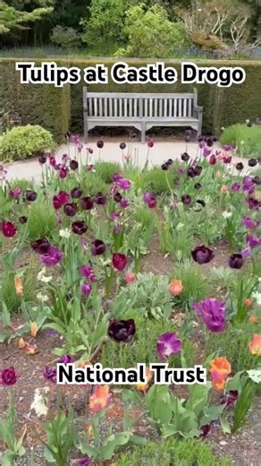Beautiful tulips at Castle Drogo | @nationaltrustcharity #dartmoor #walkinguk #adventure #history