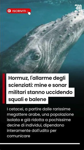 Hormuz, l'allarme degli scienziati sul "santuario marino"