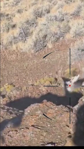 Deer hunting | Caccia al cervo | Hertenjacht