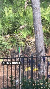 It’s happening! Put your best bird food brands and your bird videos in the feed! #birds #birding #birdlife #birdpeople #mentalhealthmatters | Meredith Masony