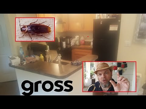 How I Got Rid of GROSS Palmetto Bugs in Florida FOREVER (No More American Roach Cockroaches)