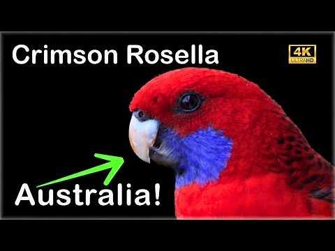 Australian Crimson Rosella Parrot | A stunning wild bird friend!