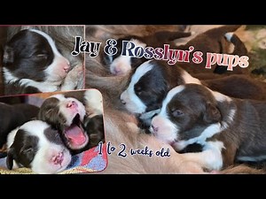 Bearded Collie puppies from 1 to 2 weeks old
