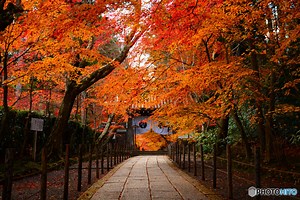懐かしいあのCM「そうだ 京都、行こう」で紹介された季節の名所【秋冬編】 | キナリノ