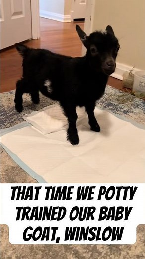 That time we potty trained our baby goat, Winslow #goats #babygoats #pets #animals #shorts
