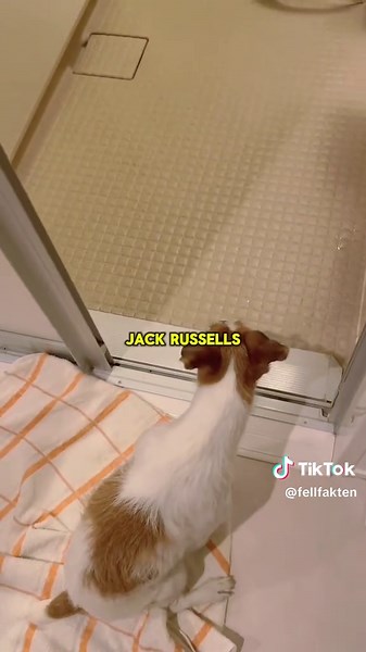 5 Dinge die du über den Jack Russel wissen musst #tiere #tierfakten #lustigetiere #jackrussell #hund