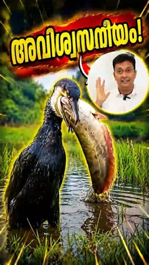 കൊക്കിൽ ഒതുങ്ങണം എന്നില്ല Incredible Survival in Nature, Malayalam viral video