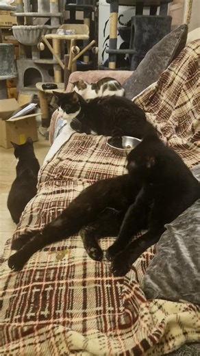 TV is on really loud and radios but its like the purge on county road ,thank god these are inside | County Cat Indoor Only Rescue & Sanctuary