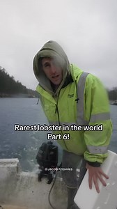 110K views · 2.8K reactions | Replying to @cessybo Bowie the lobster is one of the rarest lobsters in the world! Half blue, half orange. Half male, half female! We’re on a mission to build bowie a much more comfortable/safe home so we can watch to see if it can develop eggs on its own! The new tank will be much more camera friendly! #maine #lobster #fishing #ocean #interesting #fy #LobsterTok #educate #DidYouKnow #oneinamillion #rarefind #petlobster | Jacob Knowles | Facebook