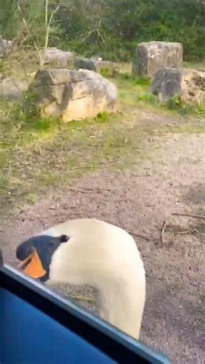 A Swan wanting my chips at the lake had to close the window quick