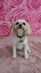 We love dogs 💕💕🥰🐾 | Cambuslang Dog Grooming and Hydro Spa