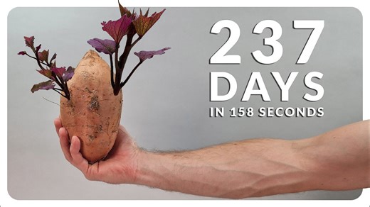 Watch sweet potatoes come to life