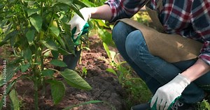 Woman gardener is working in greenhouse, she weeds and loosens the ground with shovel, hands closeup. Agribusiness concept. Taking care about peppers and tomatoes. Cultivation of agricultural plants.