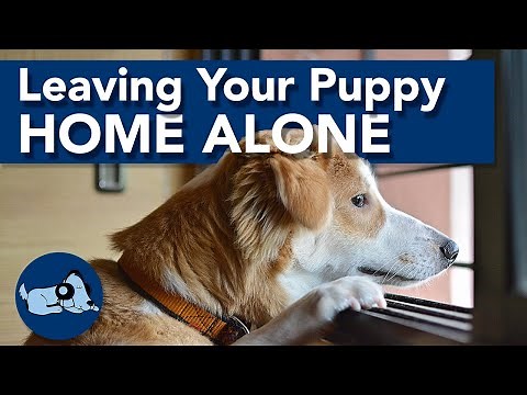 How to Leave a Puppy Home Alone!