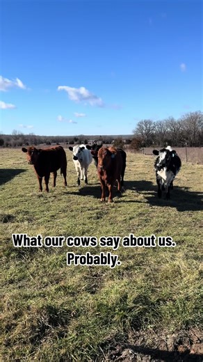 What Our Cows Say About Us: A Mini Farm Tale