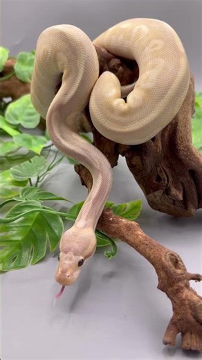 Banana ball perfection ! Model posing !