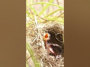 Signlre Bird Cries in Nest birdkids birdslover birdwatch nature birdparenting birdspotting