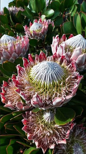 The Fynbos of Western Cape