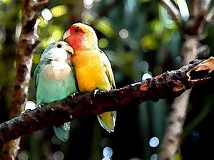 Bird Island - Paul Hardcastle