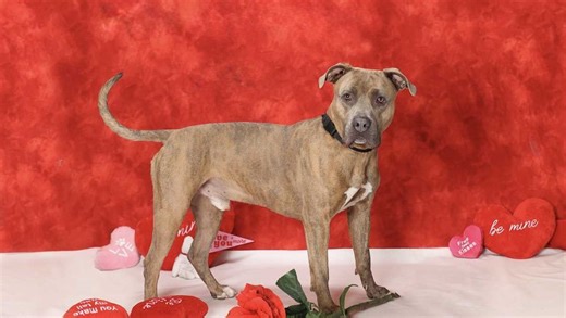 Big, goofy boy: Meet Dasher, the Nebraska Humane Society's pet of the week