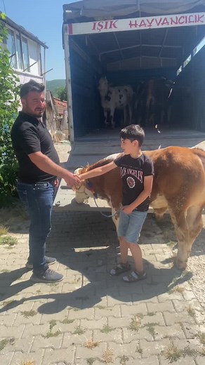 Guiding Cows for Transport: A Visual Journey