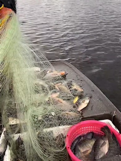 Thank the Lord my God for this amazing catch #fyp #fishing #viral #fisherman #castnet