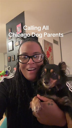Chicago dog parents, (or people who travel with their dogs) follow along for dog friendly content!