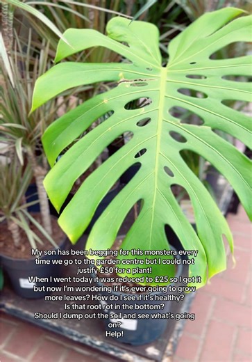 Monstera Plant Care: Troubleshooting & Growth Tips