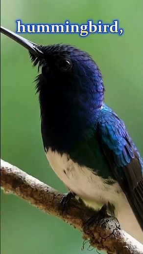 Why Hummingbirds Are Nature’s Helicopters