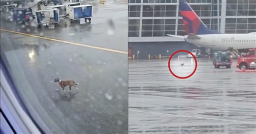 Loose dog runs around SEA tarmac as passengers watch from plane