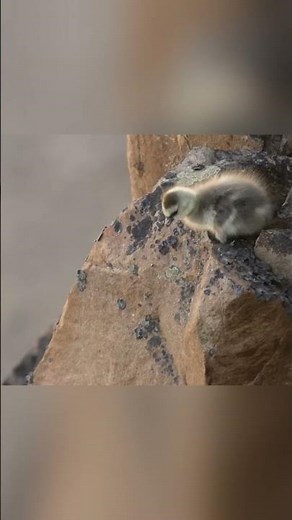 Brave First Jump: Arctic Geese Survival