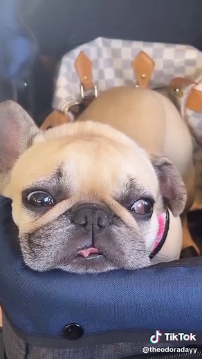 Theodora Day (@theodoradayy)’s videos with If It’s Okay - Nicki Minaj