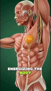 Peeled Egg Digestion: 3D Anatomical Journey Inside the Human Body#viralvideo #shortvideo #viral