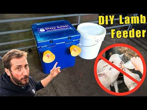 DIY Lamb Feeder That Saves Time – Full Build & Guide
