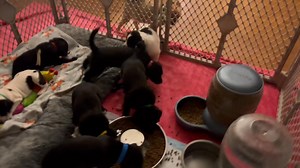 5.8K views · 259 reactions | We just rescued seven 7 week old puppies...