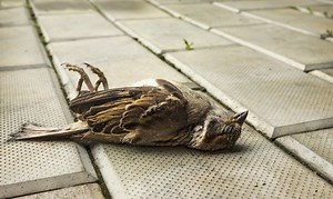 What Kills Birds Instantly? Foods, Plants, & Household Hazards