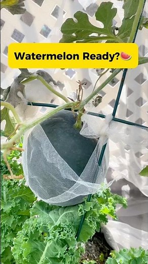 How to Tell if a Watermelon is Ripe 🍉 First-Time Grower