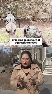 9.5K views · 67 reactions | Police in Brookline, Massachusetts, are warning residents to be on the alert for aggressive turkeys after one chased a parking enforcement officer into a building on Wednesday morning. | NBC10 Boston | Facebook