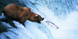 The food chain is about to collapse, scientists warn