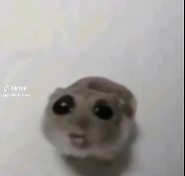 Hamster Meme Compilation