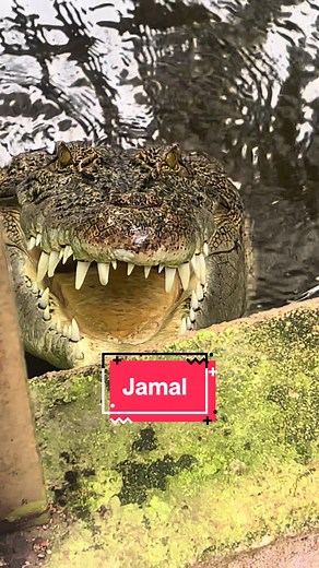 Jamal - The World's Largest Crocodile and the Buya Family