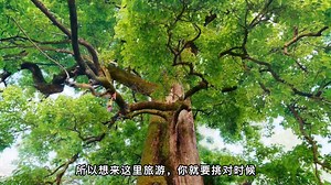 航拍广东新丰秀田古树，460年的树龄见证了时代变迁，承载了乡愁