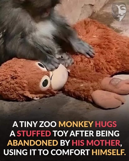 255K views · 5.5K reactions | Baby macaque hugs a stuffed toy for...